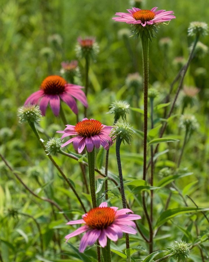 Rode zonnehoed (Echinacea purpurea)
