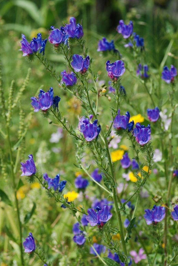Slangenkruid (Echium plantagineum)