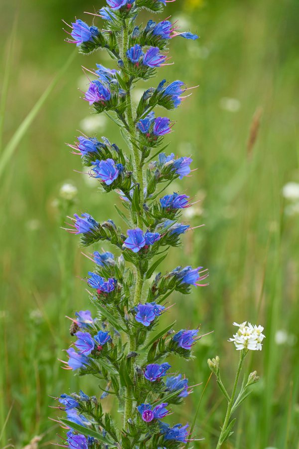 Slangenkruid (Echium vulgare)