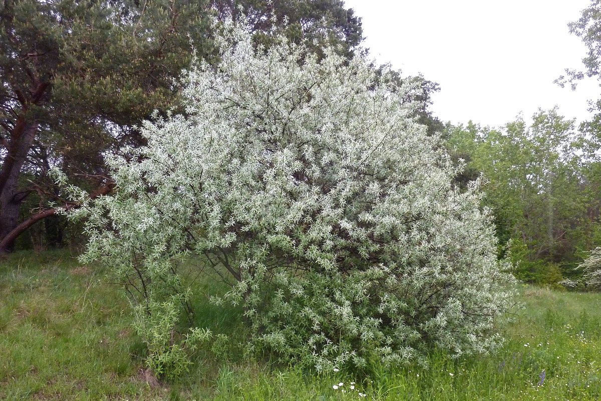 Smalle olijfwilg (Elaeagnus angustifolia)