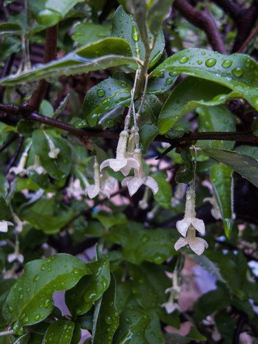 Olijfwilg (Elaeagnus multiflora)