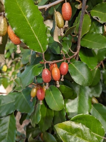 Stekelige olijfwilg (Elaeagnus pungens)