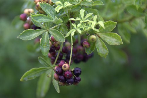 Krachtwortel/Stekelstruik (Eleutherococcus sieboldianus)