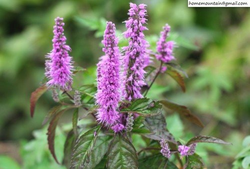 Muntstruik (Elsholtzia stauntonii)