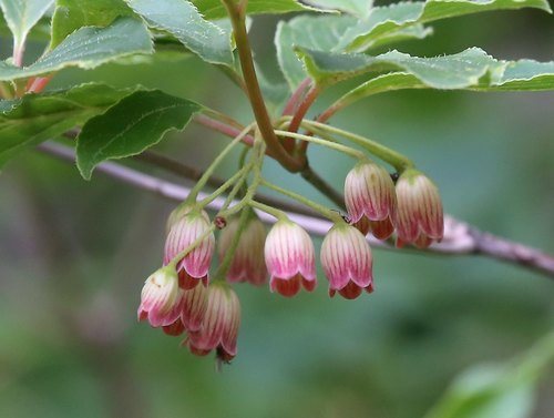 Pronkklokje (Enkianthus campanulatus)