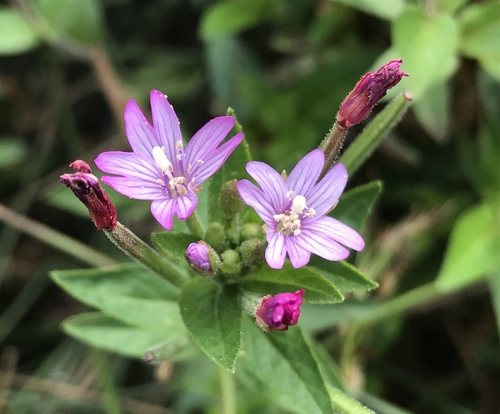Beklierde basterdwederik (Epilobium ciliatum)