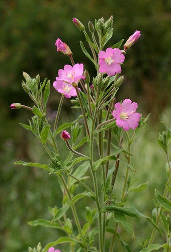 Harig wilgenroosje (Epilobium hirsutum)