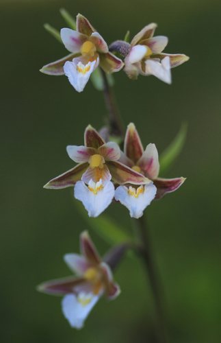 Moeraswespenorchis (Epipactis palustris)