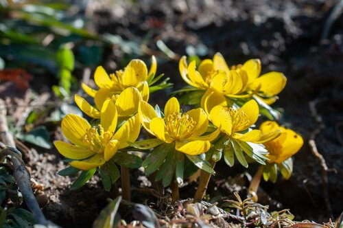 Winterakoniet (Eranthis hyemalis)