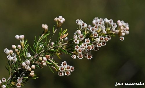 Boomheide (Erica arborea)