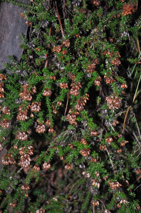 Rode dophei (Erica cineria)