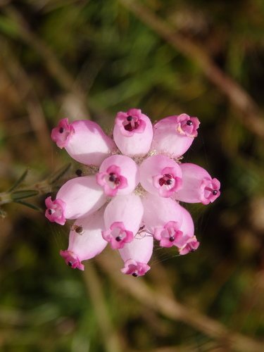 Gewone dophei (Erica tetralix)