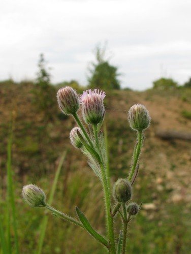 Scherpe fijnstraal (Erigeron acer)