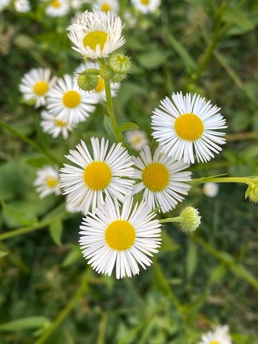 Zomerfijnstraal (Erigeron annuus)