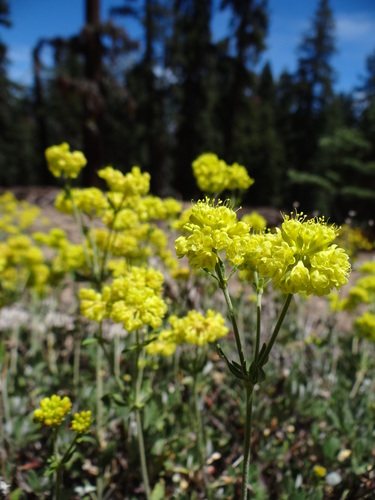Zwavelduizendknoop (Eriogonum umbellatum)