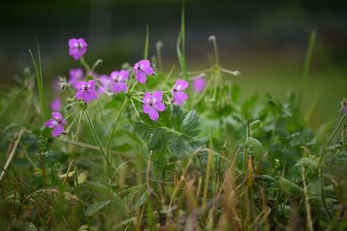 Grootbloemige reigersbek (Erodium manescavii)