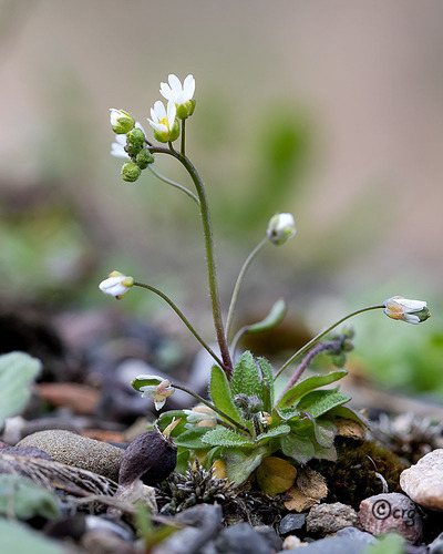 Vroegeling (Erophila verna)