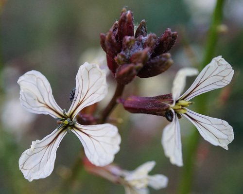 Rucola / Raketsla / Zwaardherik (Eruca sativa)