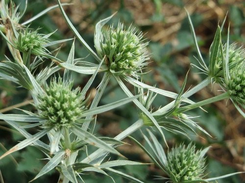 Echte kruisdistel (Eryngium campestre)
