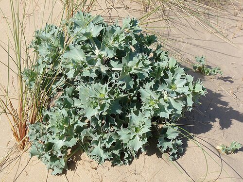 Blauwe zeedistel (Eryngium maritimum)