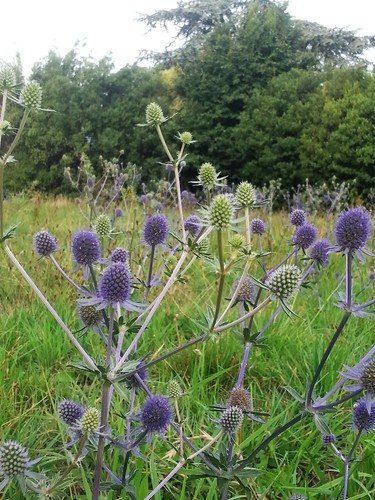 Kruisdistel (Eryngium planum)