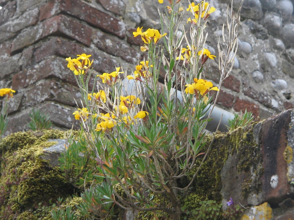 Muurbloem (Erysimum allionii)