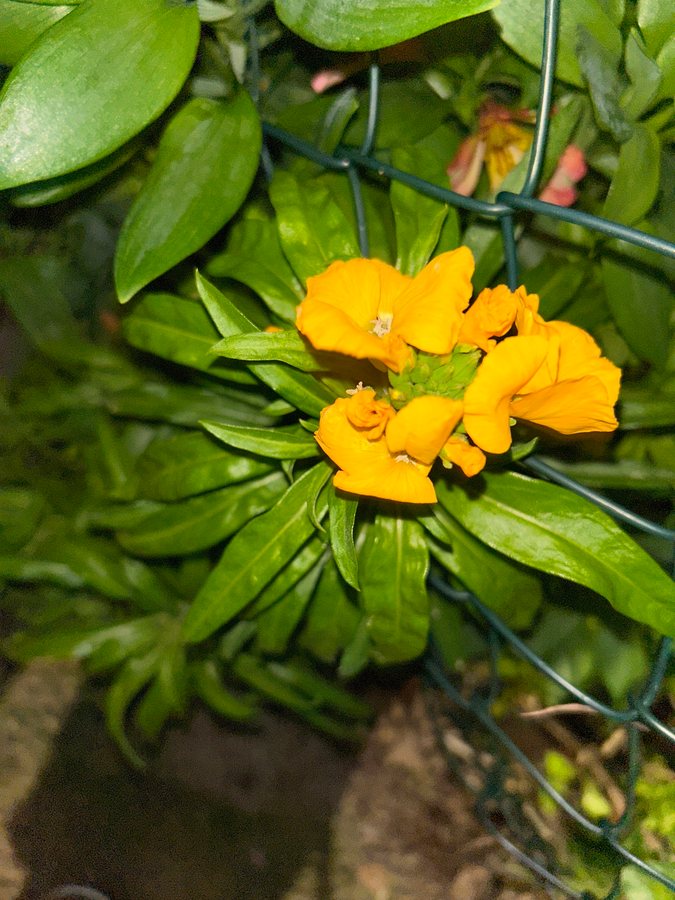 Muurbloem (Erysimum cheiri (Cheiranthus cheiri))