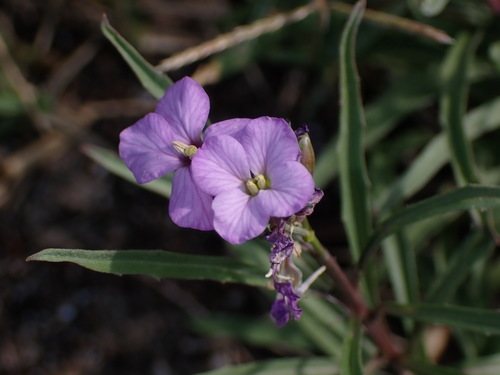 Steenraket (Erysimum linifolium)