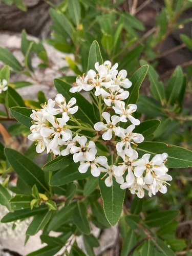 - (Escallonia bifida)