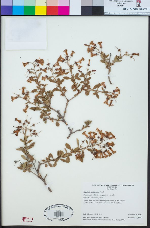 - (Escallonia langleyensis)