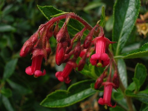 - (Escallonia rubra)