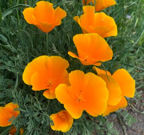 Slaapmutsje (Eschscholzia californica)