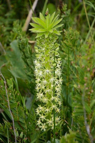 Kuiflelie / Ananasplant (Eucomis comosa)