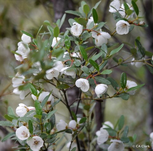 - (Eucryphia milliganii)