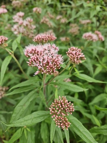 Koninginnenkruid / Hennepachtig leverkruid (Eupatorium cannabinum)