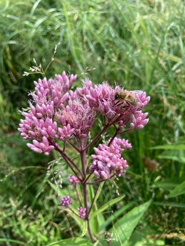 Koninginnenkruid (Eupatorium purpureum)