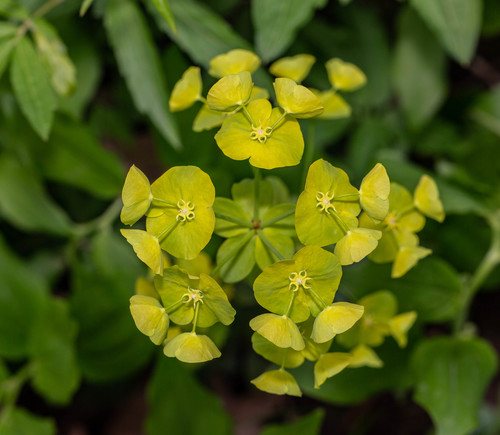 Amandelwolfsmelk (Euphorbia amygdaloides)