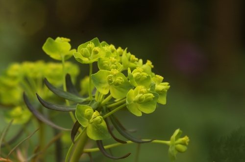 Cipreswolfsmelk (Euphorbia cyparissias)
