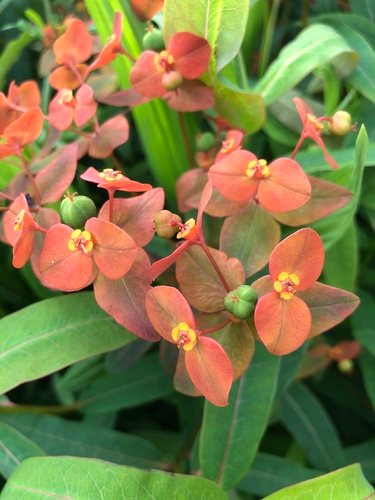 Wolfsmelk (Euphorbia griffithii)