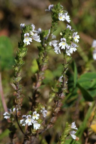 Stijve ogentroost (Euphrasia stricta)