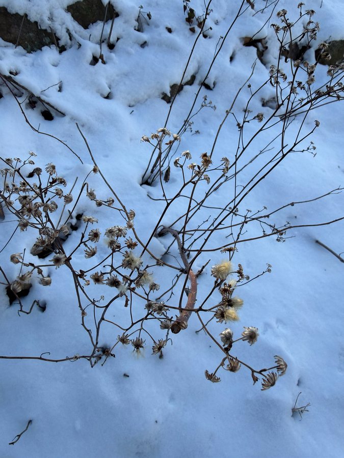 Bosaster (Eurybia divaricata (Aster divaricatus))