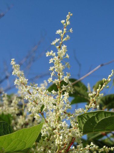 Japanse duizendknoop (Fallopia japonica)
