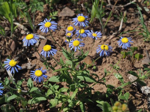 Blauw madeliefje (Felicia amoena)