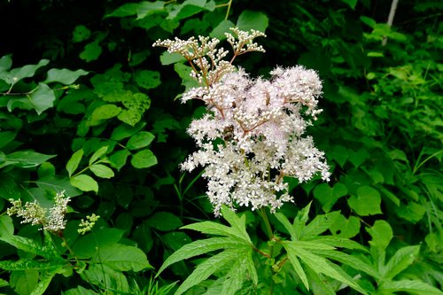 Spirea (Filipendula palmata)
