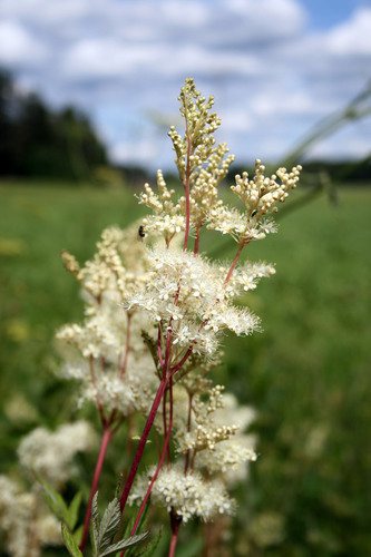 Moerasspirea (Filipendula ulmaria)