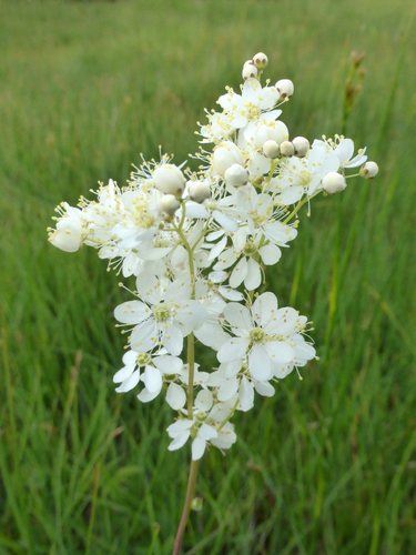 Knolspirea (Filipendula vulgaris)