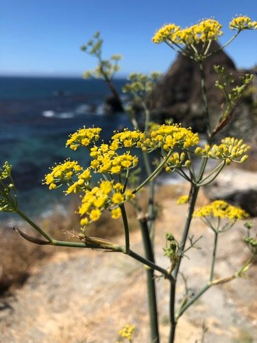 Venkel (Foeniculum vulgare)