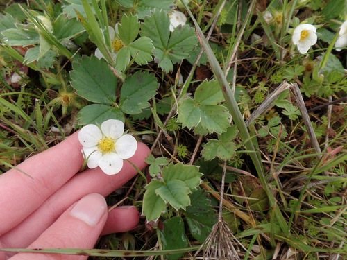 Aardbei (Fragaria x ananassa)