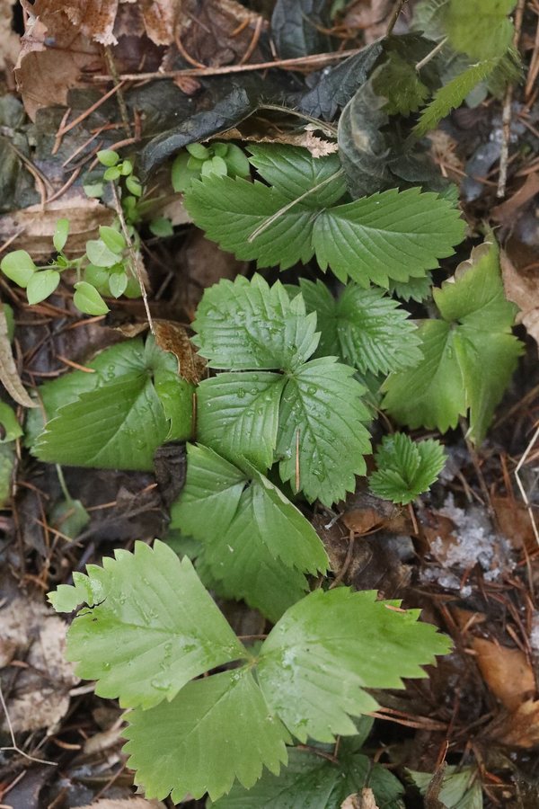 Sieraardbei (Fragaria chiloensis Frel)