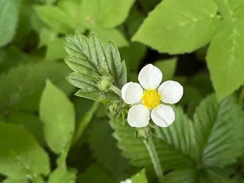 Grote bosaardbei (Fragaria moschata)